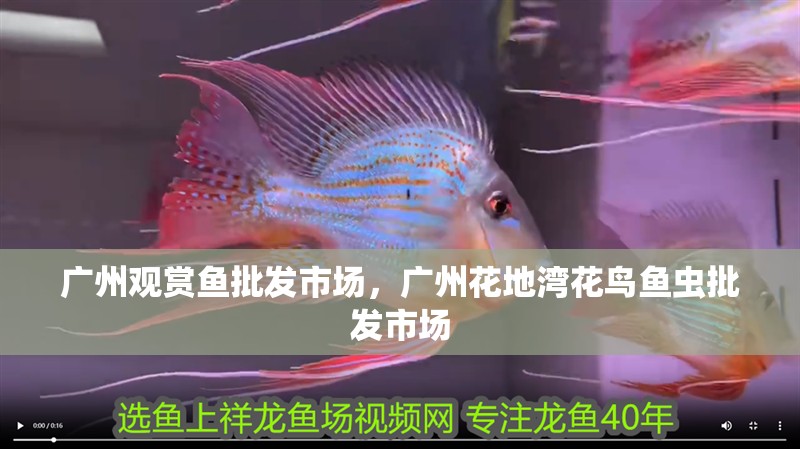 廣州觀賞魚批發市場，廣州花地灣花鳥魚蟲批發市場