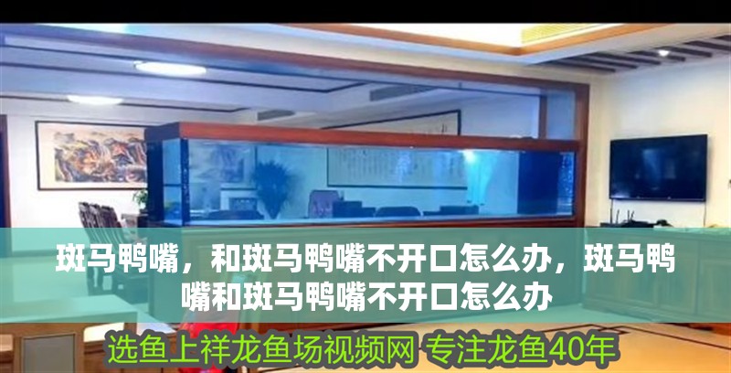 斑馬鴨嘴，和斑馬鴨嘴不開口怎么辦，斑馬鴨嘴和斑馬鴨嘴不開口怎么辦