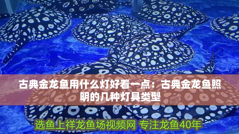 古典金龍魚用什么燈好看一點：古典金龍魚照明的幾種燈具類型