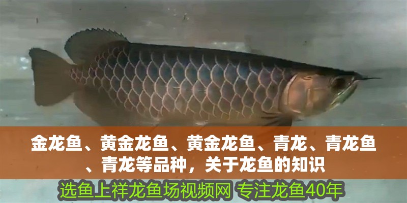 金龍魚、黃金龍魚、黃金龍魚、青龍、青龍魚、青龍等品種，關于龍魚的知識