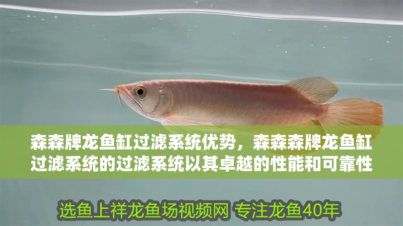 森森牌龍魚缸過濾系統優勢，森森森牌龍魚缸過濾系統的過濾系統以其卓越的性能和可靠性