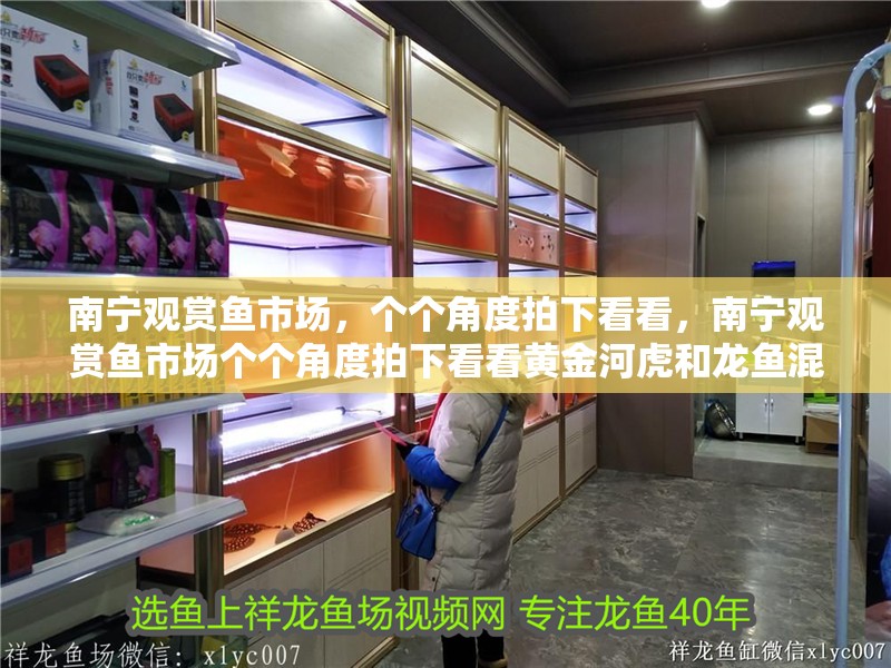 南寧觀賞魚市場，個個角度拍下看看，南寧觀賞魚市場個個角度拍下看看黃金河虎和龍魚混養嗎