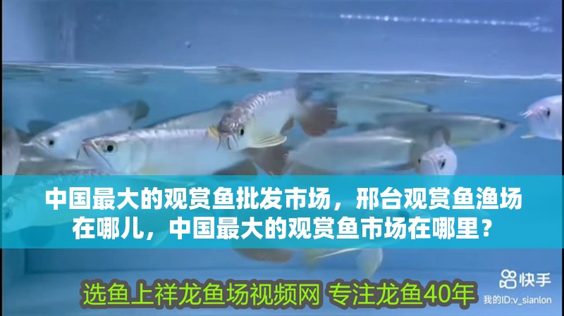 中國最大的觀賞魚批發(fā)市場，邢臺觀賞魚漁場在哪兒，中國最大的觀賞魚市場在哪里？