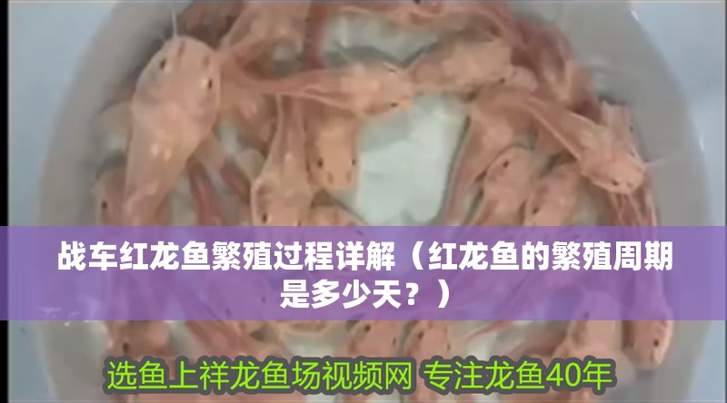 戰車紅龍魚繁殖過程詳解（紅龍魚的繁殖周期是多少天？）