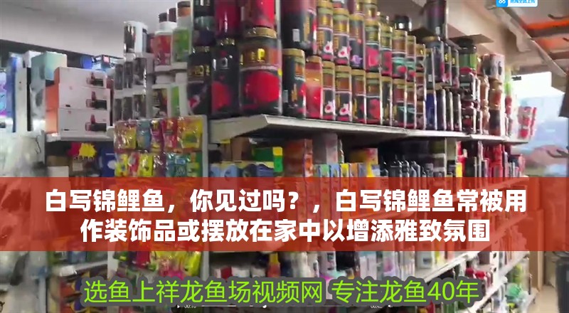 白寫錦鯉魚，你見過嗎？，白寫錦鯉魚常被用作裝飾品或擺放在家中以增添雅致氛圍