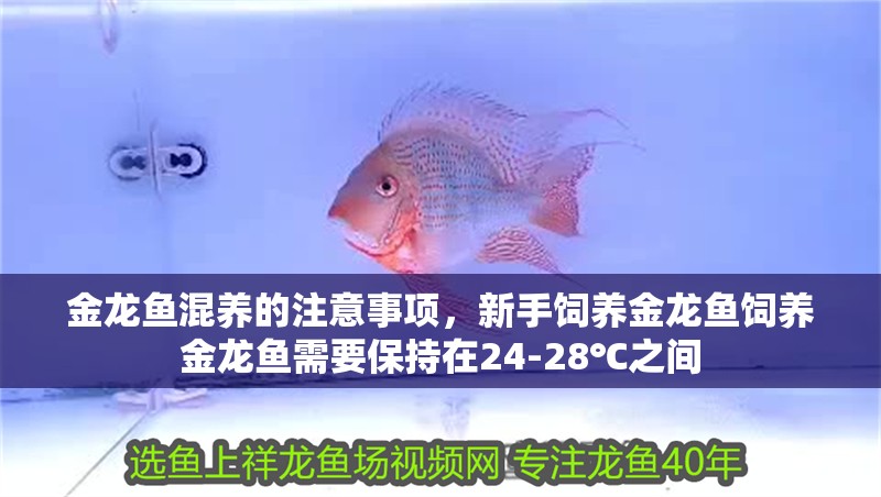 金龍魚混養(yǎng)的注意事項(xiàng)，新手飼養(yǎng)金龍魚飼養(yǎng)金龍魚需要保持在24-28℃之間