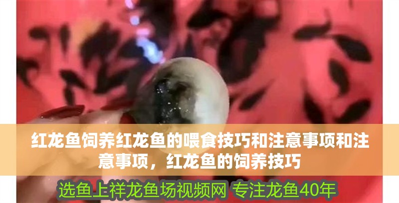 紅龍魚飼養紅龍魚的喂食技巧和注意事項和注意事項，紅龍魚的飼養技巧