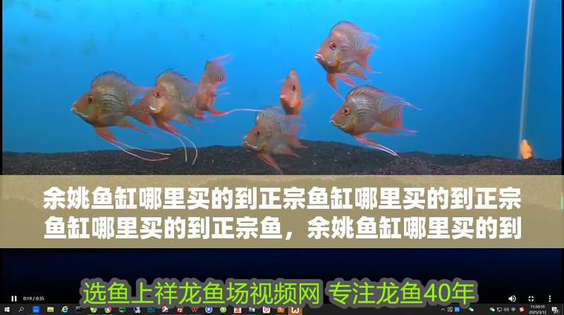 余姚魚缸哪里買的到正宗魚缸哪里買的到正宗魚缸哪里買的到正宗魚，余姚魚缸哪里買的到