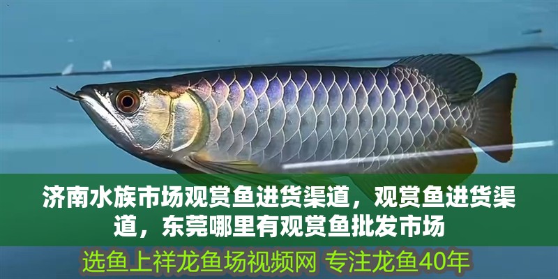 濟南水族市場觀賞魚進貨渠道，觀賞魚進貨渠道，東莞哪里有觀賞魚批發市場