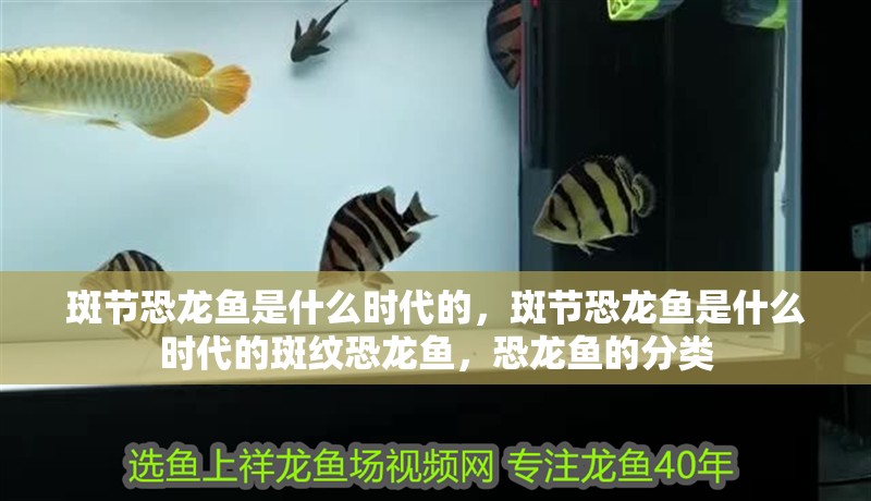 斑節(jié)恐龍魚是什么時代的，斑節(jié)恐龍魚是什么時代的斑紋恐龍魚，恐龍魚的分類