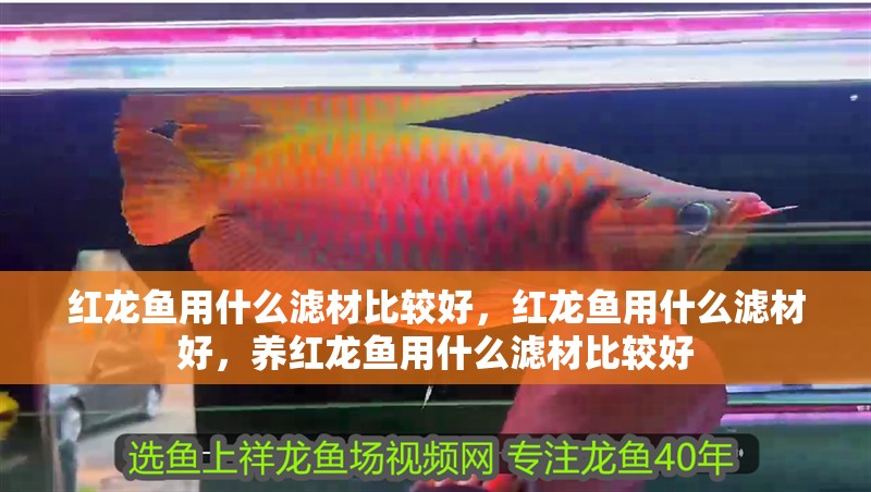 紅龍魚用什么濾材比較好，紅龍魚用什么濾材好，養(yǎng)紅龍魚用什么濾材比較好