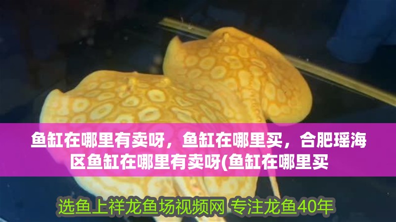 魚缸在哪里有賣呀，魚缸在哪里買，<strong><mark>合肥</mark></strong>瑤海區魚缸在哪里有賣呀(魚缸在哪里買