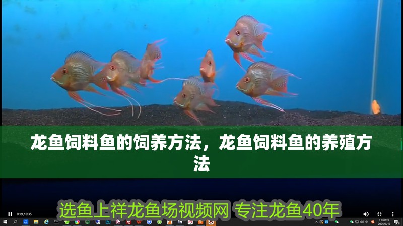 龍魚飼料魚的飼養方法，龍魚飼料魚的養殖方法 龍魚飼料魚的飼養方法，龍魚飼料魚的養殖方法 觀賞魚百科 第2張