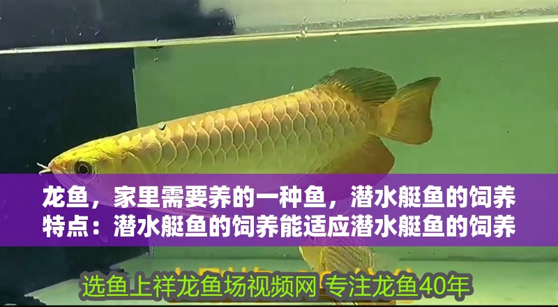 龍魚(yú)，家里需要養(yǎng)的一種魚(yú)，潛水艇魚(yú)的飼養(yǎng)特點(diǎn)：潛水艇魚(yú)的飼養(yǎng)能適應(yīng)潛水艇魚(yú)的飼養(yǎng)
