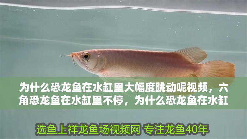 為什么恐龍魚在水缸里大幅度跳動呢視頻，六角恐龍魚在水缸里不停，為什么恐龍魚在水缸里大幅度跳動呢視頻