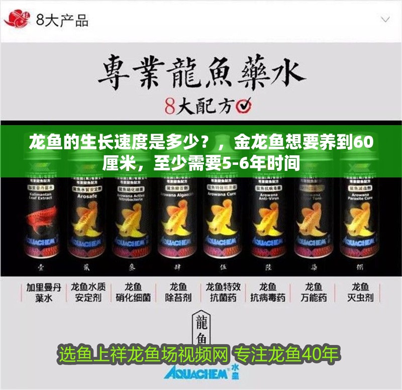龍魚的生長速度是多少？，金龍魚想要養(yǎng)到60厘米，至少需要5-6年時間