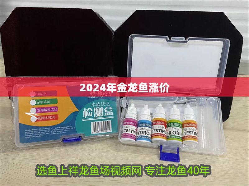 2024年金龍魚漲價