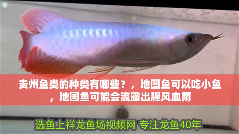 貴州魚類的種類有哪些？，地圖魚可以吃小魚，地圖魚可能會(huì)流露出腥風(fēng)血雨