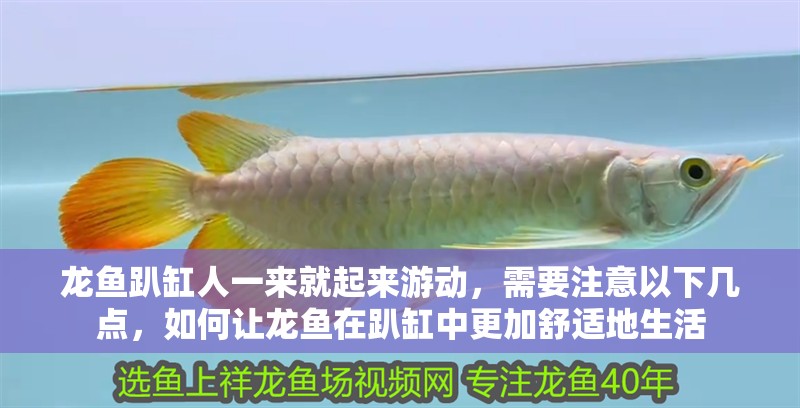 龍魚趴缸人一來就起來游動，需要注意以下幾點，如何讓龍魚在趴缸中更加舒適地生活