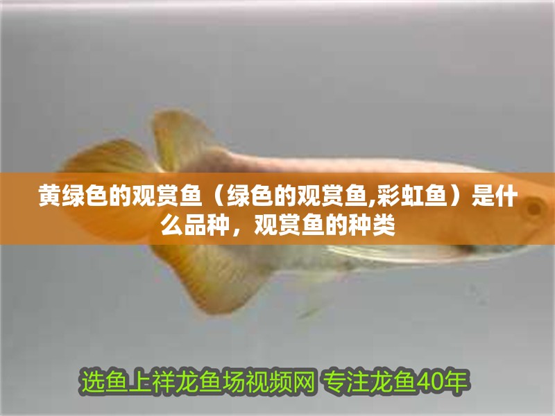 黃綠色的觀賞魚（綠色的觀賞魚,彩虹魚）是什么品種，觀賞魚的種類