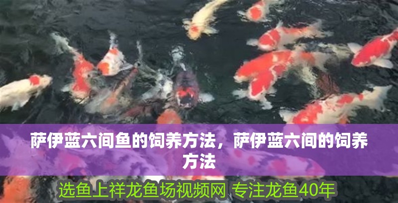 薩伊藍六間魚的飼養方法，薩伊藍六間的飼養方法