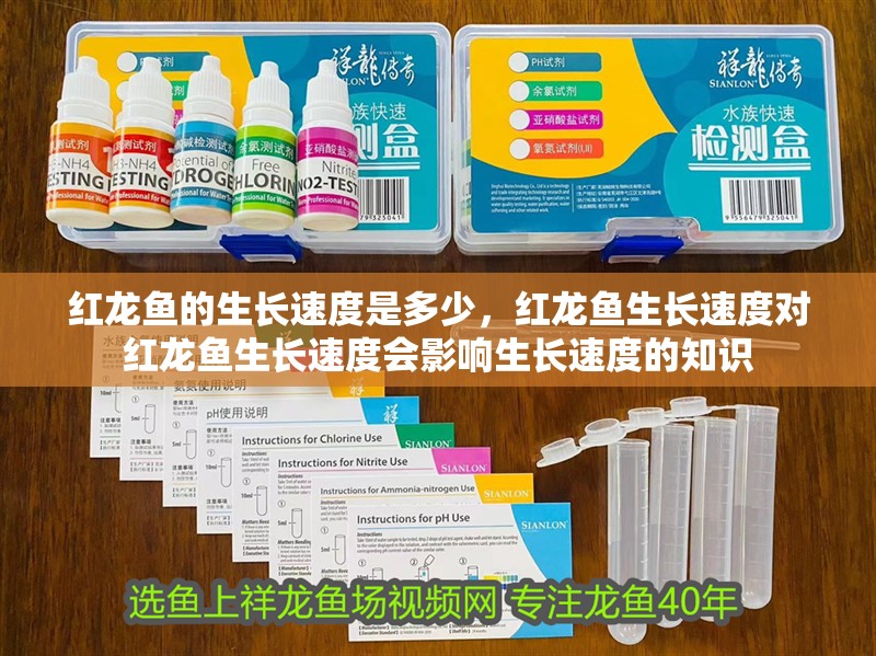 紅龍魚(yú)的生長(zhǎng)速度是多少，紅龍魚(yú)生長(zhǎng)速度對(duì)紅龍魚(yú)生長(zhǎng)速度會(huì)影響生長(zhǎng)速度的知識(shí)