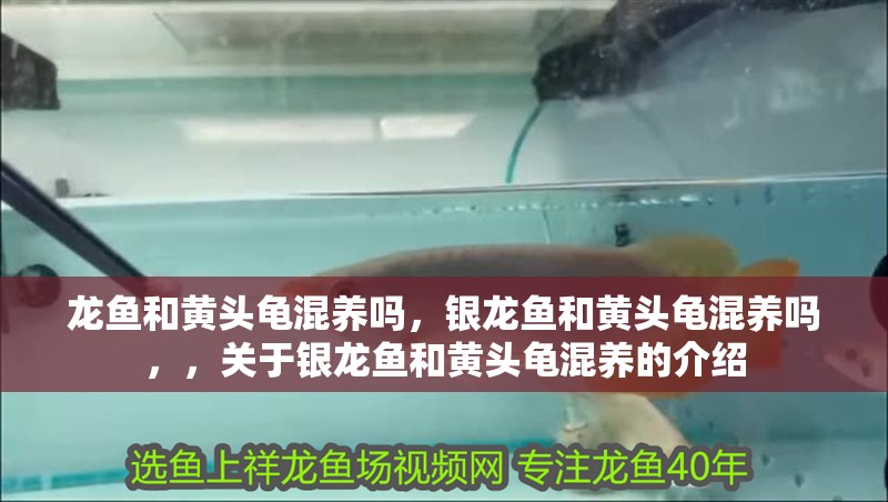 龍魚和黃頭龜混養嗎，銀龍魚和黃頭龜混養嗎，，關于銀龍魚和黃頭龜混養的介紹