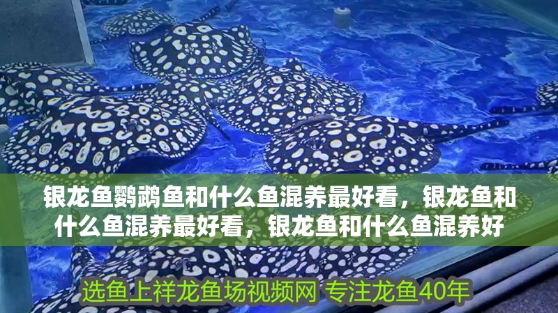 銀龍魚鸚鵡魚和什么魚混養最好看，銀龍魚和什么魚混養最好看，銀龍魚和什么魚混養好