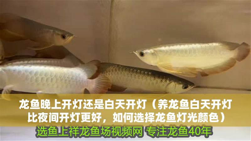 龍魚晚上開燈還是白天開燈（養龍魚白天開燈比夜間開燈更好，如何選擇龍魚燈光顏色）