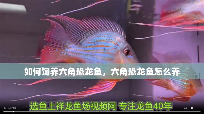 如何飼養(yǎng)六角恐龍魚(yú)，六角恐龍魚(yú)怎么養(yǎng)