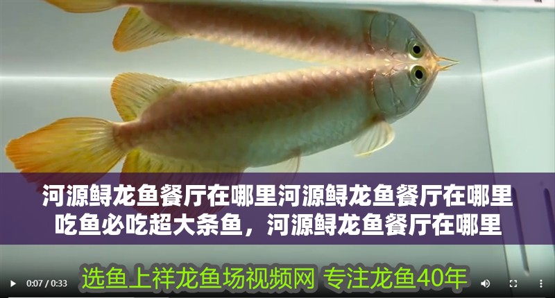 河源鱘龍魚餐廳在哪里河源鱘龍魚餐廳在哪里吃魚必吃超大條魚，河源鱘龍魚餐廳在哪里