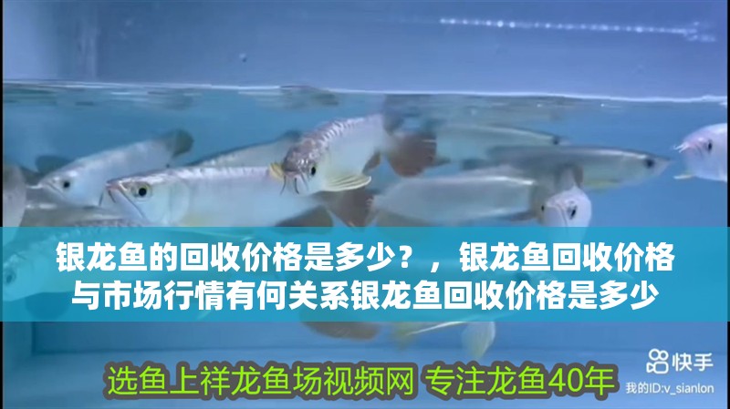 銀龍魚的回收價格是多少？，銀龍魚回收價格與市場行情有何關系銀龍魚回收價格是多少