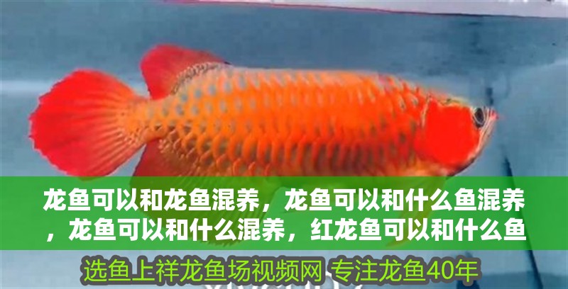 龍魚可以和龍魚混養(yǎng)，龍魚可以和什么魚混養(yǎng)，龍魚可以和什么混養(yǎng)，紅龍魚可以和什么魚混養(yǎng)？
