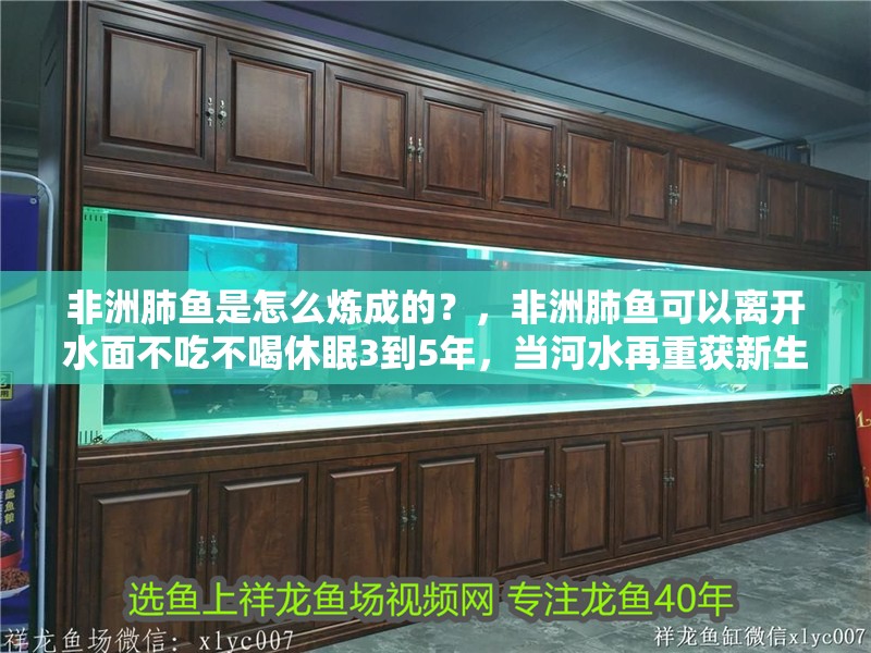 非洲肺魚是怎么煉成的？，非洲肺魚可以離開水面不吃不喝休眠3到5年，當河水再重獲新生