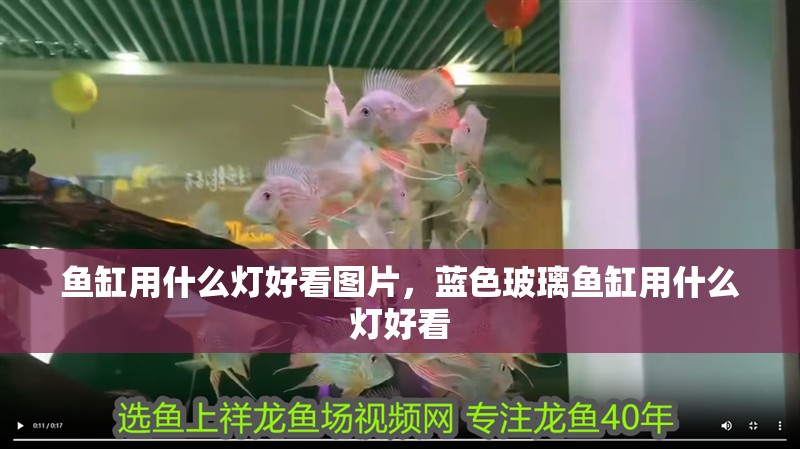 魚缸用什么燈好看圖片，藍色玻璃魚缸用什么燈好看