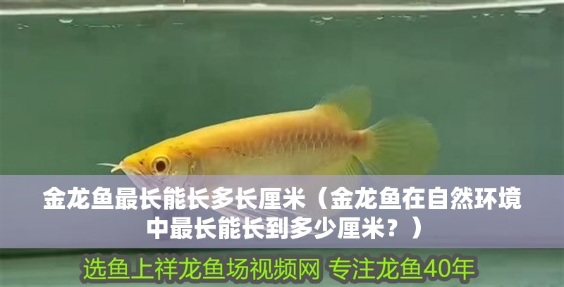 金龍魚最長能長多長厘米（金龍魚在自然環境中最長能長到多少厘米？）