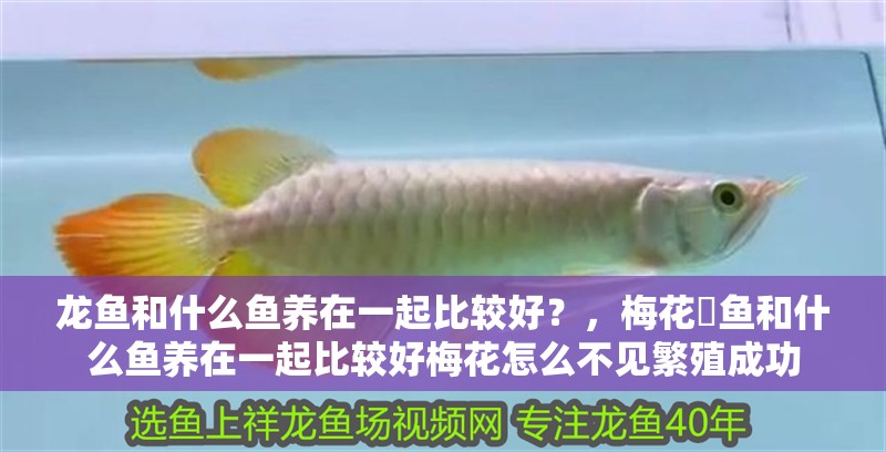 龍魚和什么魚養在一起比較好？，梅花魟魚和什么魚養在一起比較好梅花怎么不見繁殖成功