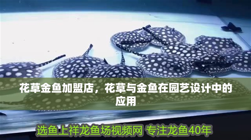 花草金魚加盟店，花草與金魚在園藝設(shè)計(jì)中的應(yīng)用