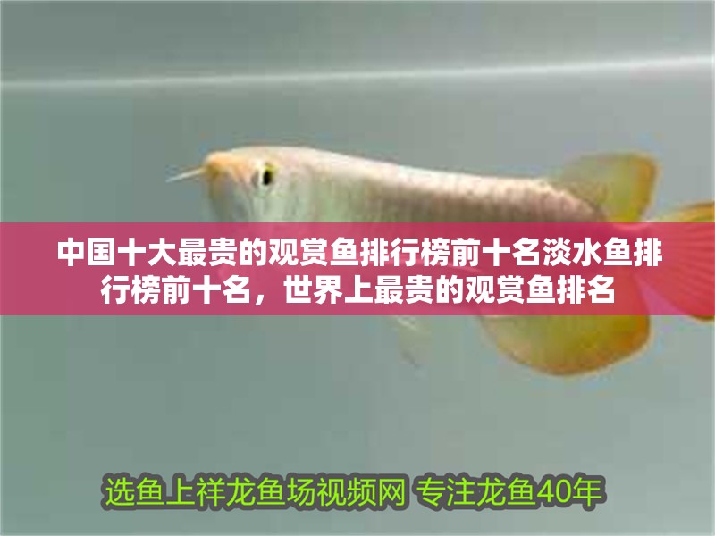 中國(guó)十大最貴的觀賞魚(yú)排行榜前十名淡水魚(yú)排行榜前十名，世界上最貴的觀賞魚(yú)排名