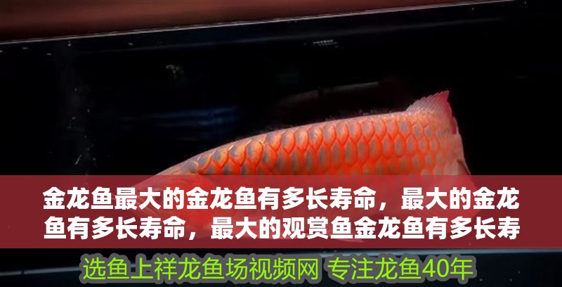 金龍魚最大的金龍魚有多長壽命，最大的金龍魚有多長壽命，最大的觀賞魚金龍魚有多長壽命