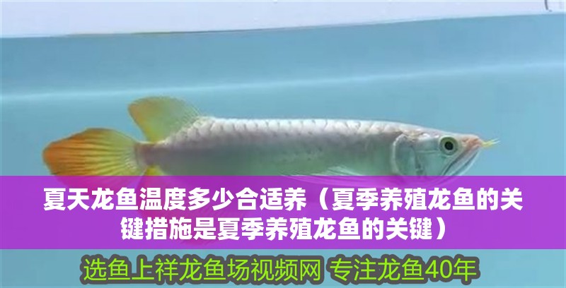 夏天龍魚溫度多少合適養(yǎng)（夏季養(yǎng)殖龍魚的關(guān)鍵措施是夏季養(yǎng)殖龍魚的關(guān)鍵）