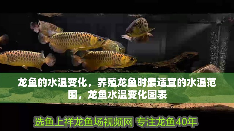 龍魚的水溫變化，養殖龍魚時最適宜的水溫范圍，龍魚水溫變化圖表