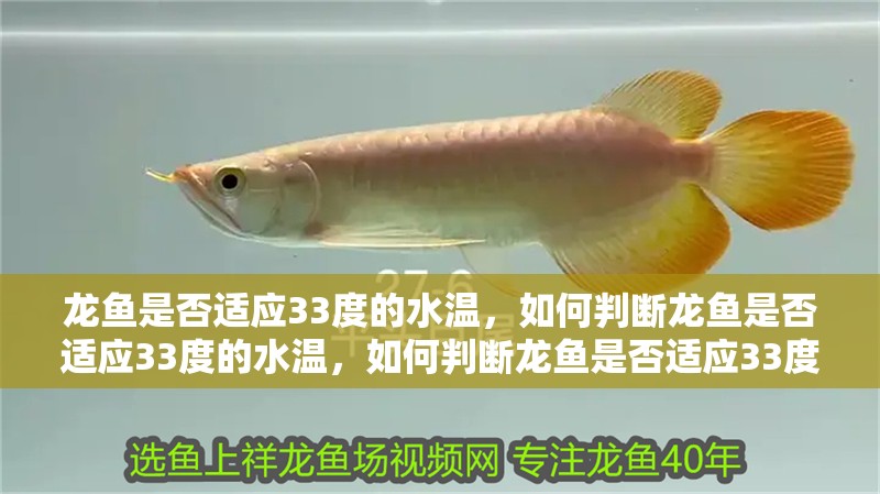 龍魚是否適應33度的水溫，如何判斷龍魚是否適應33度的水溫，如何判斷龍魚是否適應33度的水溫