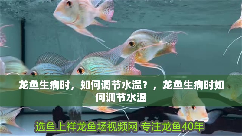 龍魚生病時，如何調節水溫？，龍魚生病時如何調節水溫