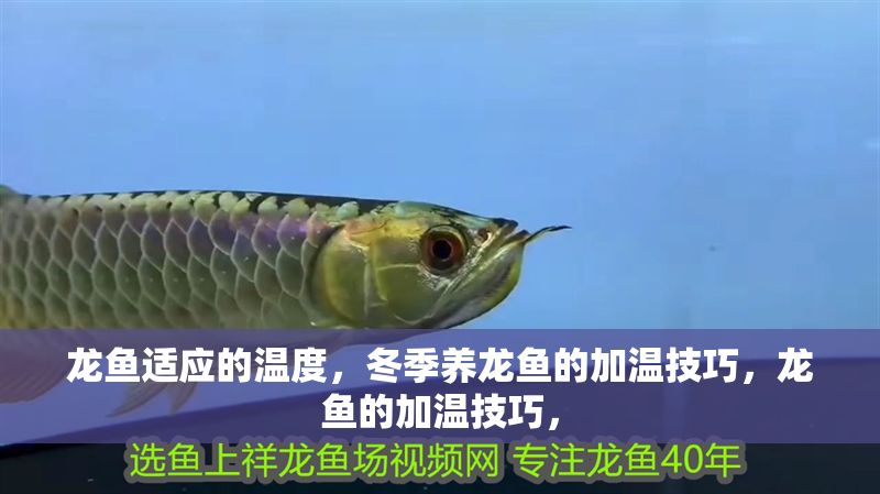 龍魚適應的溫度，冬季養龍魚的加溫技巧，龍魚的加溫技巧， 龍魚適應的溫度，冬季養龍魚的加溫技巧，龍魚的加溫技巧， 龍魚百科 第2張