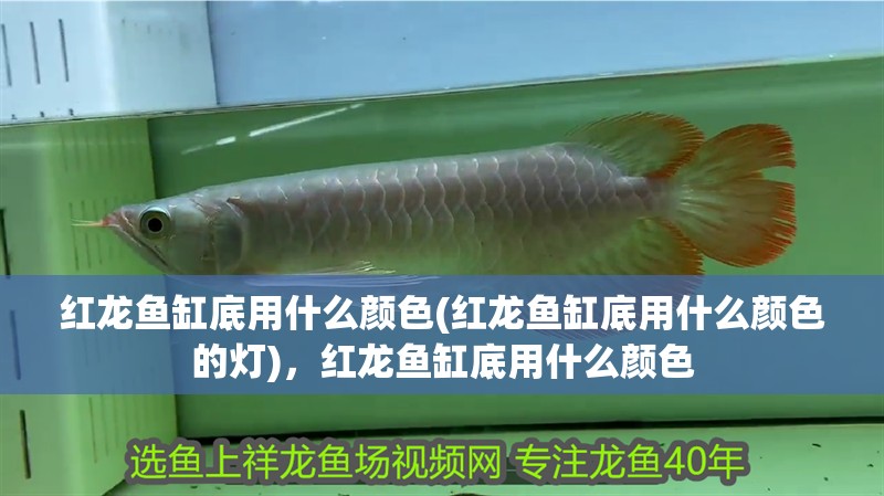 紅龍魚缸底用什么顏色(紅龍魚缸底用什么顏色的燈)，紅龍魚缸底用什么顏色