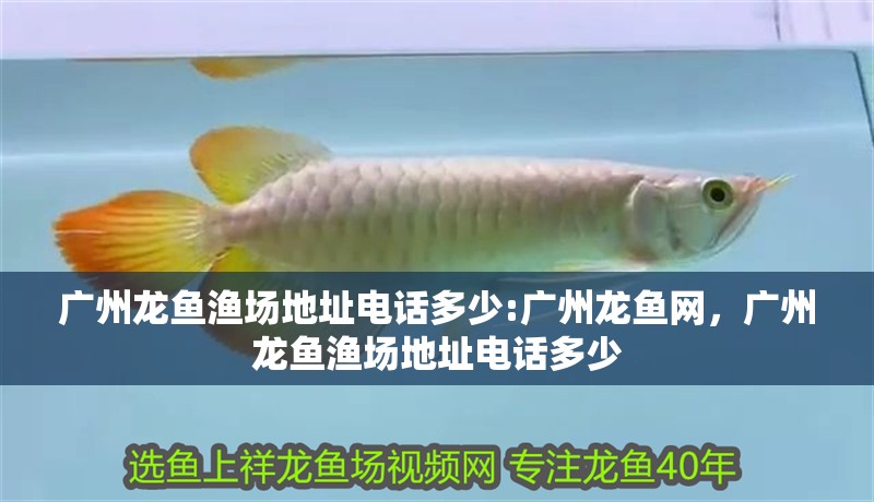 廣州龍魚漁場地址電話多少:廣州龍魚網，廣州龍魚漁場地址電話多少