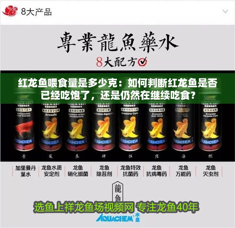 紅龍魚喂食量是多少克：如何判斷紅龍魚是否已經吃飽了，還是仍然在繼續吃食？