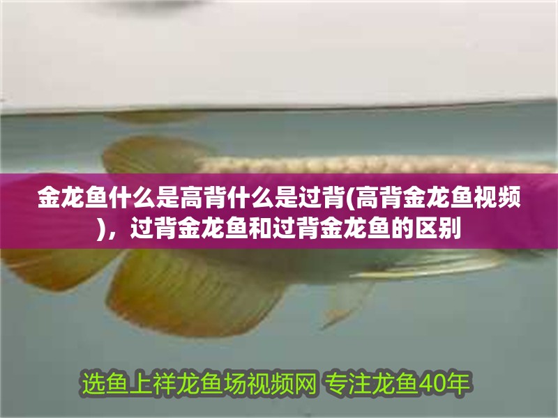 金龍魚什么是高背什么是過背(高背金龍魚視頻)，過背金龍魚和過背金龍魚的區(qū)別