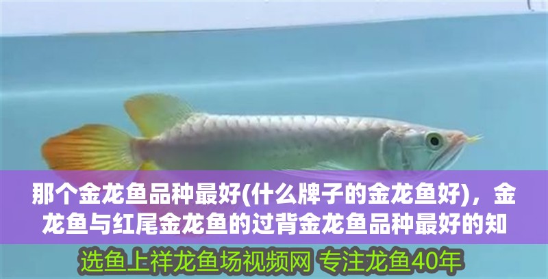 那個金龍魚品種最好(什么牌子的金龍魚好)，金龍魚與紅尾金龍魚的過背金龍魚品種最好的知識分享